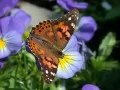 open picture: «The Butterfly on a flower»