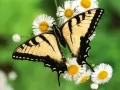 open picture: «The Butterfly over camomiles»