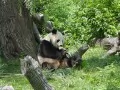 current picture: «The Giant panda»