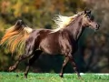 open picture: «The Running horse»