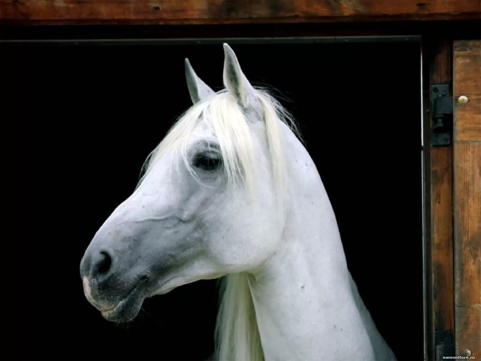 Морда белой лошади
