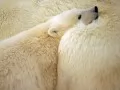 open picture: «The Polar bear and his mother»
