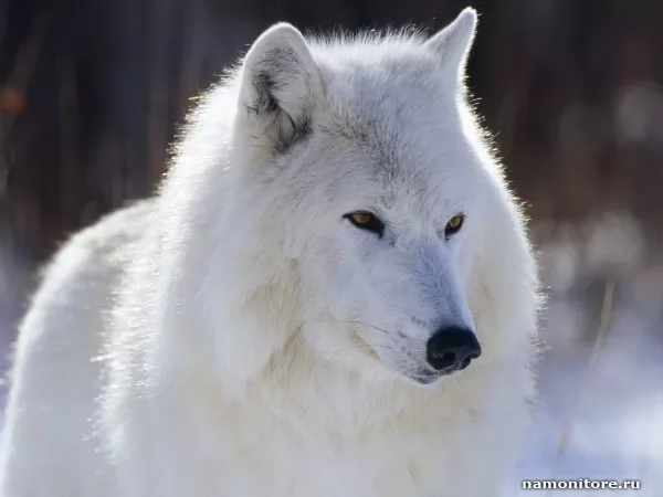Белый волк, Животные