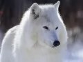 выбранное изображение: «Белый волк»
