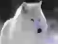 The White wolf