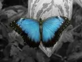 open picture: «Turquoise wings»