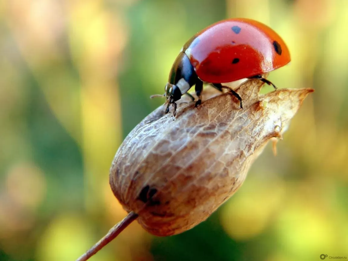 The ladybirds фото