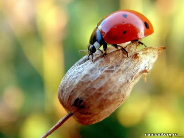The Ladybird, Animals