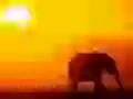 an elephant Going on a sunset