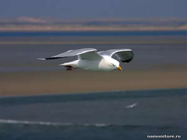 The Seagull over the sea, Animals