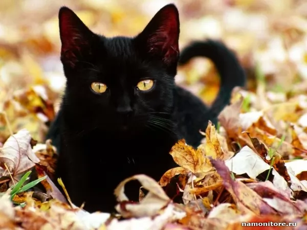The Black cat, Animals