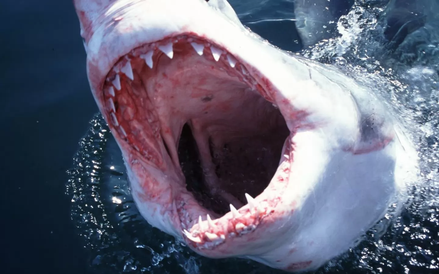 Акула открывает рот