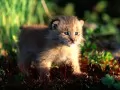 open picture: The Cub