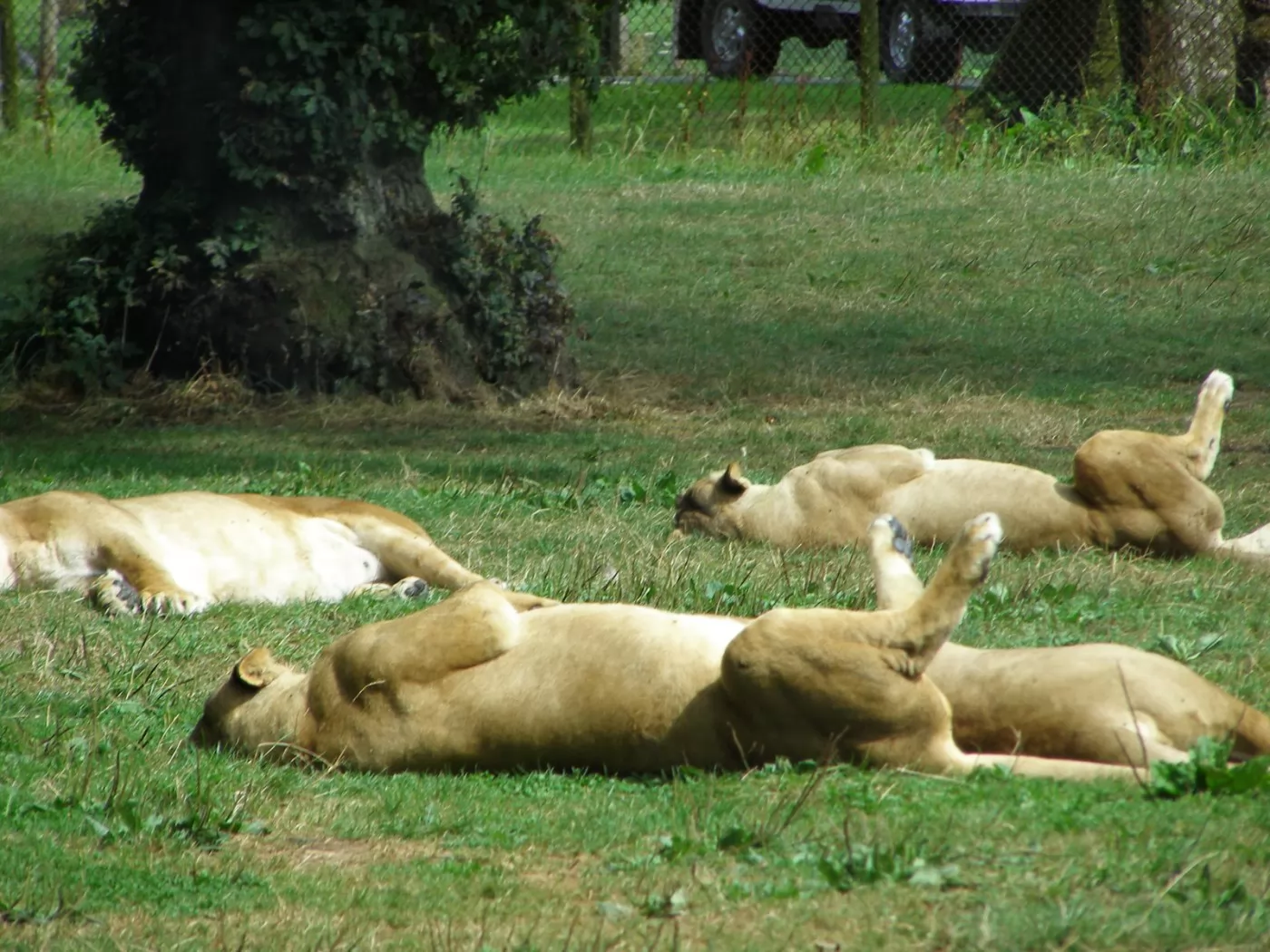 Animal dream. Сколько спят львицы.