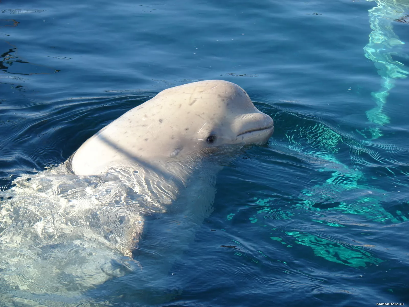 К какой группе обитателей океана относятся белухи. Дельфин Белуха. Белуха Охотское море. Кит Белуха. Белый Дельфин Белуха.