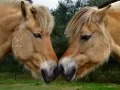 open picture: «Two heads of horses»