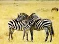 выбранное изображение: «Две зебры»