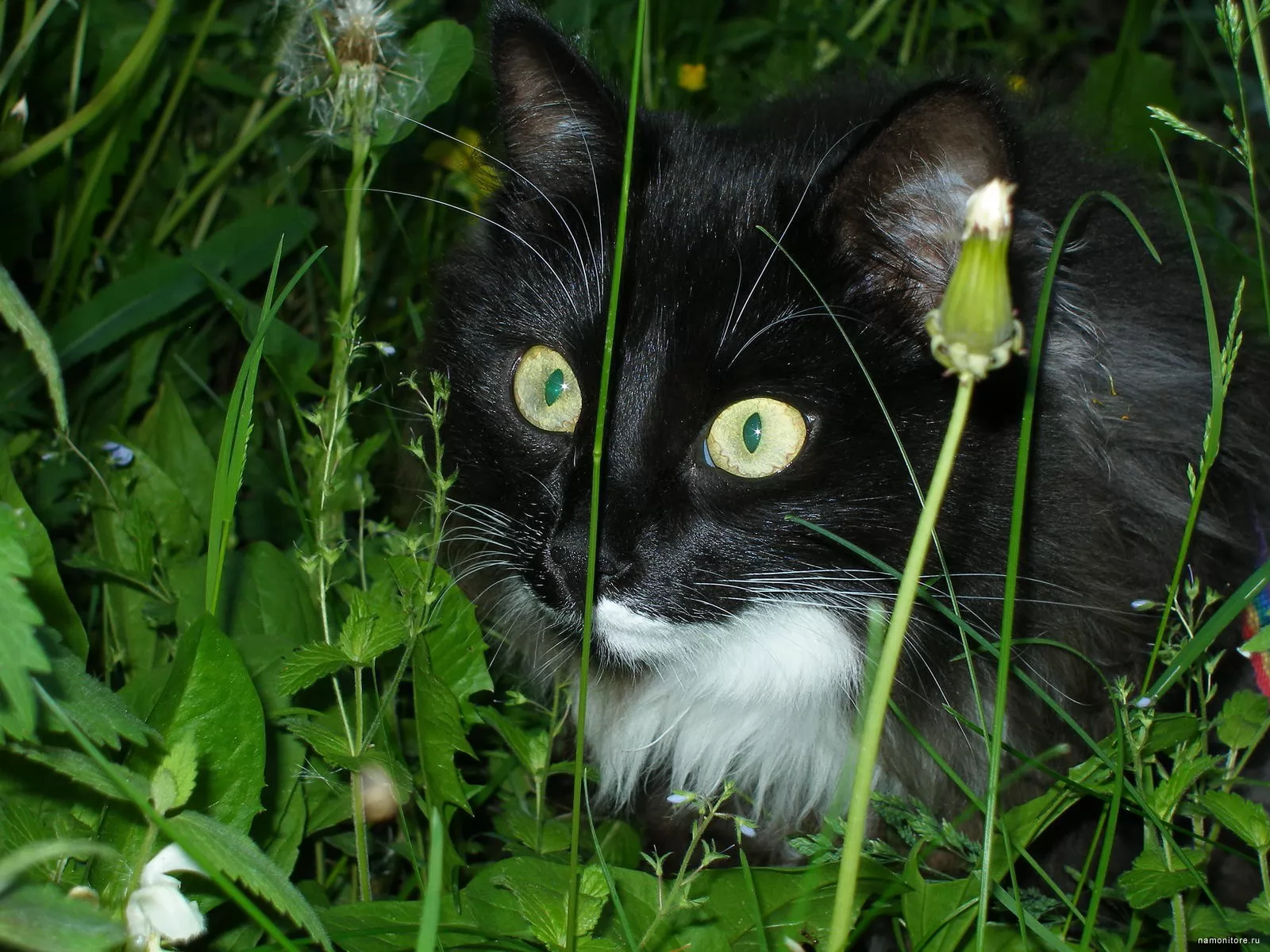 Белый галстук у черного кота 7 букв. Черная кошка. Черно белый кот. Черные коты. Черная кошка с белой грудкой.