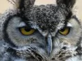 open picture: «The Eagle owl»