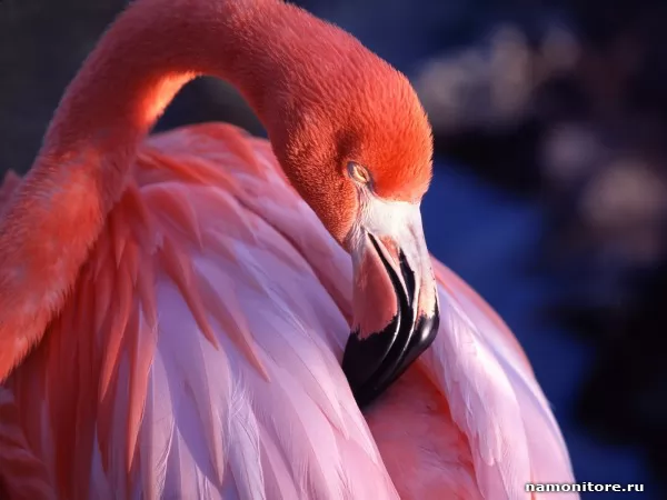 The Flamingo, Animals
