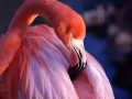 current picture: «The Flamingo»