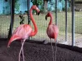 open picture: «The Flamingo in bondage»