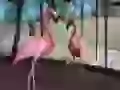 The Flamingo in bondage