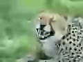 a Cheetah, the shown muzzle