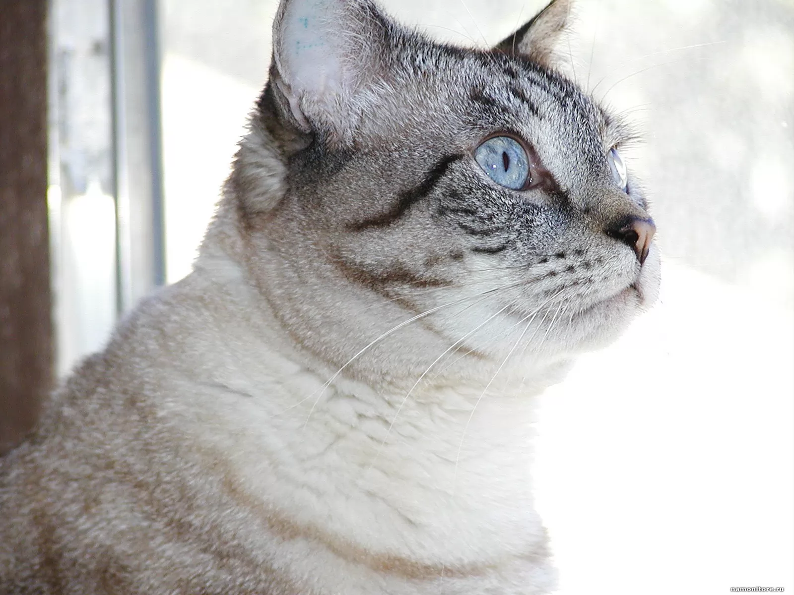 Светло серая пятнистая кошка с голубыми глазами