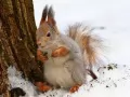 open picture: «And squirrels smile to spring...»