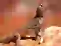 Iguana