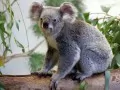 open picture: «The Koala»
