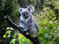 open picture: «The Koala»