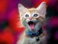Kitten