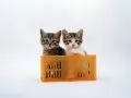 open picture: «Kittens in a box»