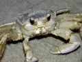 open picture: «The Crab»