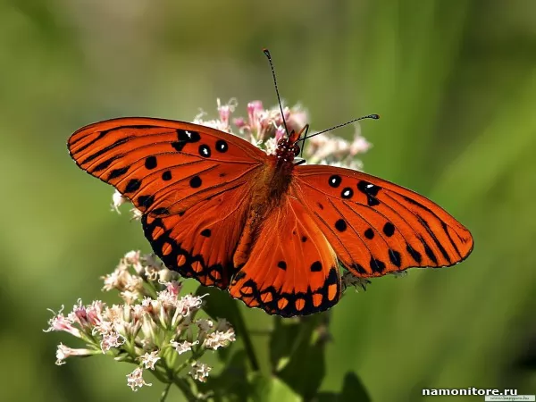 The Red butterfly, Animals