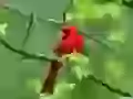 The Red birdie