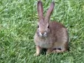 open picture: The Rabbit