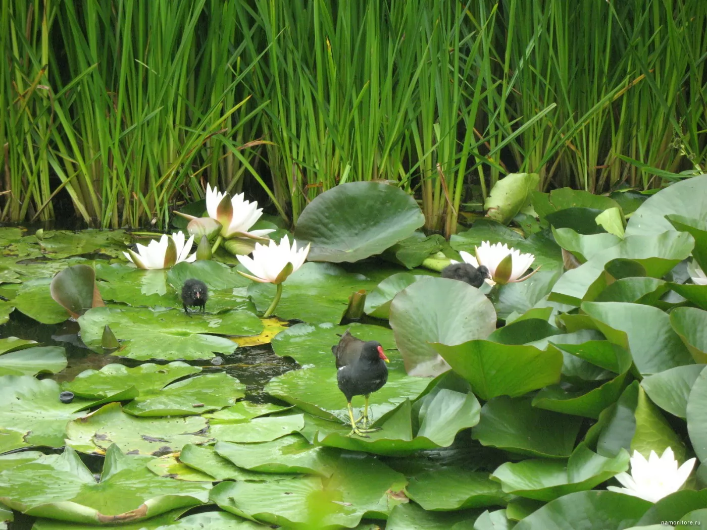 Растениями болота являются. Растительный мир болота. Болотные цветы. Растительность на болоте. Растительный мир на болоте.