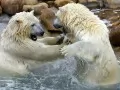 open picture: «Bathing of two polar bears»
