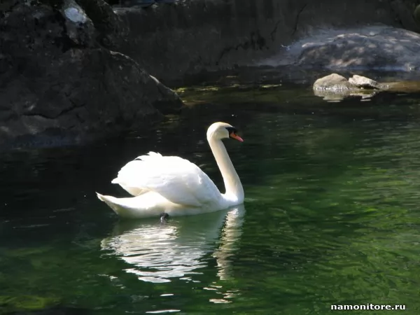 The Swan, Animals