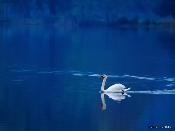 Swan, Animals