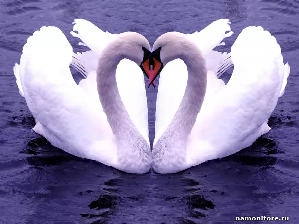 Swans, Animals