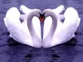 выбранное изображение: «Лебеди»
