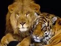 обои для рабочего стола: «Лев и тигр»