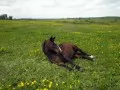 open picture: «The Horse has a rest on a grass»