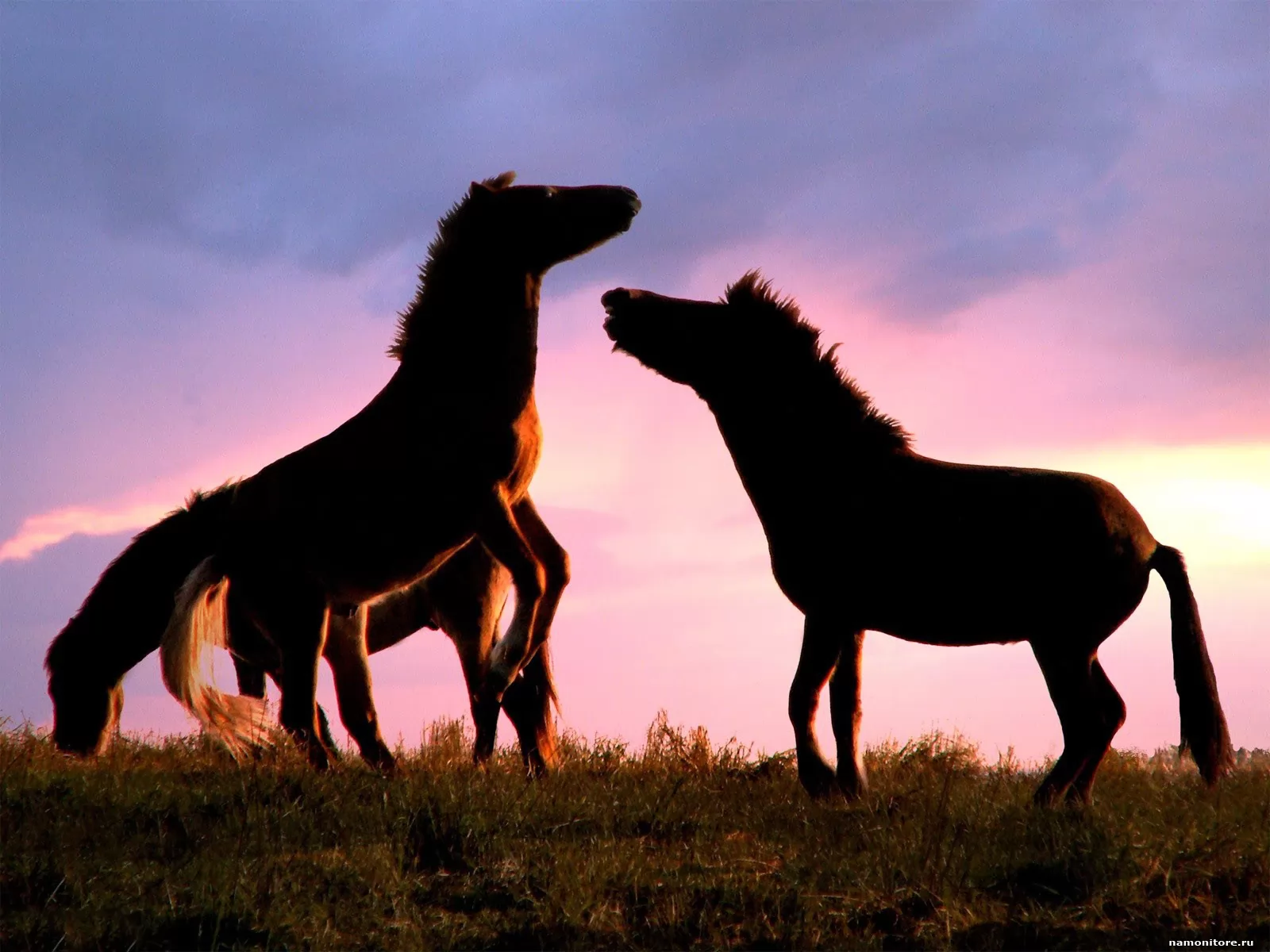 Мир лошадка. Изображение лошади. Мир лошадей. Картинки лошадей. Исландская лошадь.
