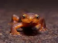 open picture: The Frog with extraction