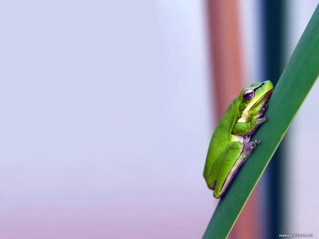 The Young frog on a blade, amphibious, animals, frogs, green x